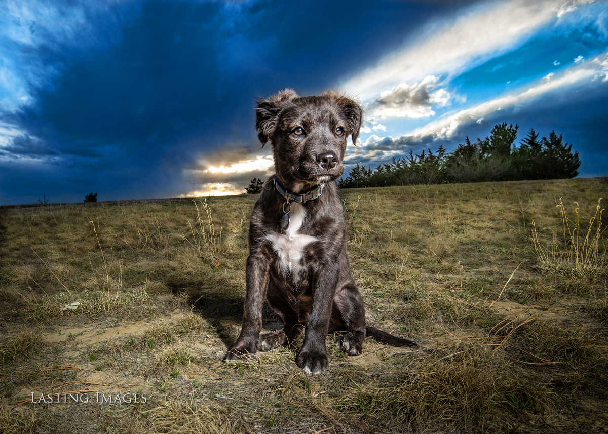 Dog picture of a pet portrait by Lasting Images Photography