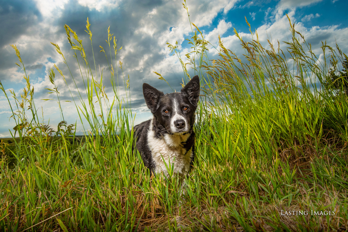 Dog picture of a pet portrait by Lasting Images Photography