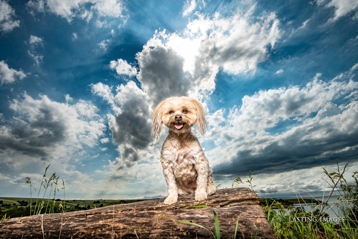 Dog picture of a pet portrait by Lasting Images Photography