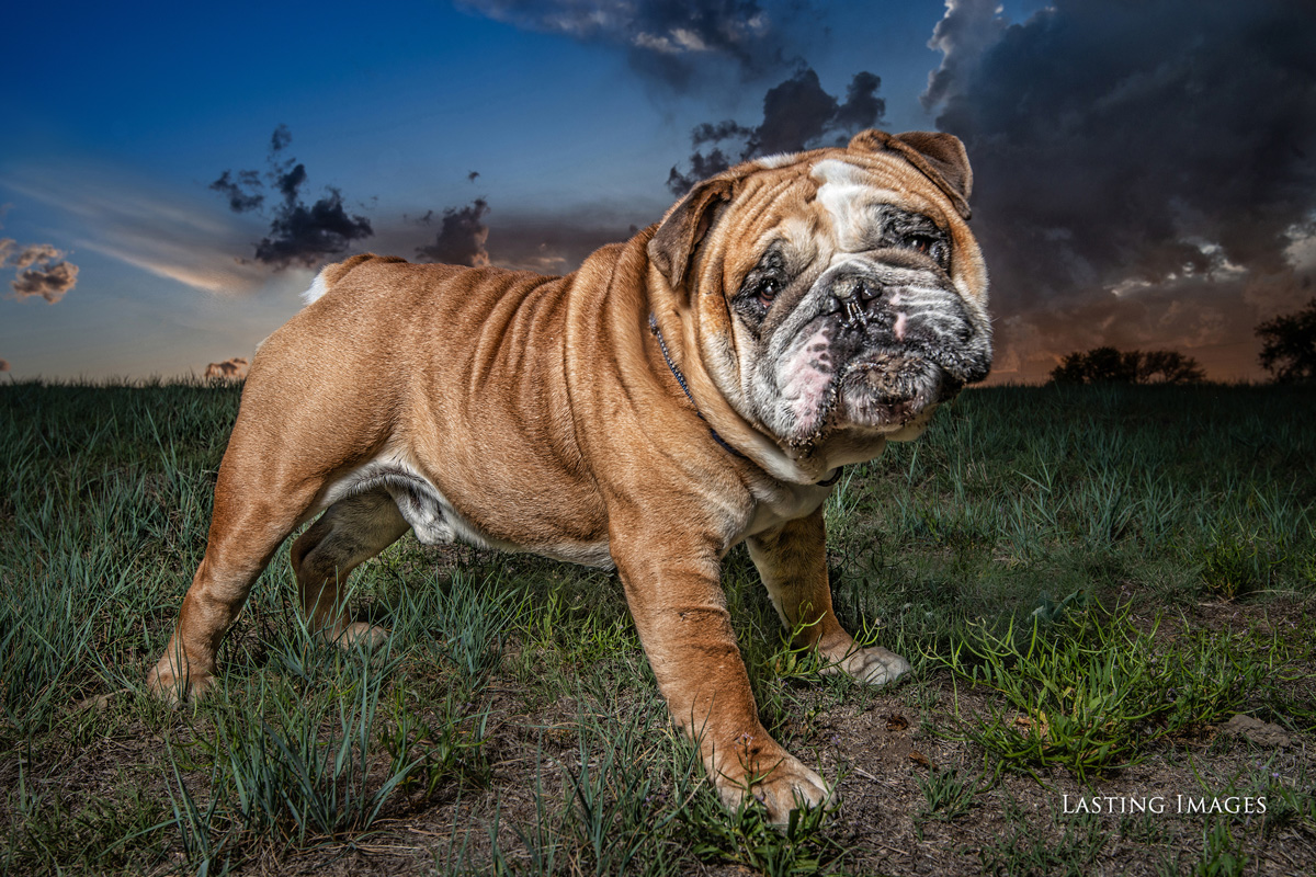 Dog picture of a pet portrait by Lasting Images Photography