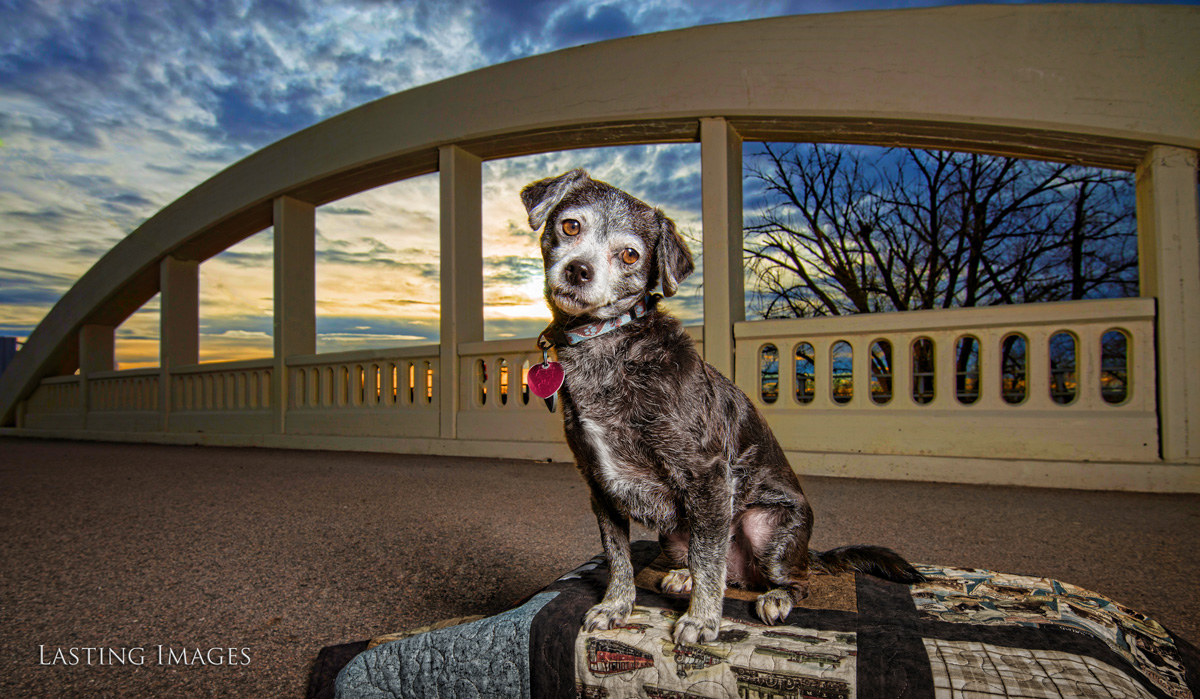 Dog picture of a pet portrait by Lasting Images Photography